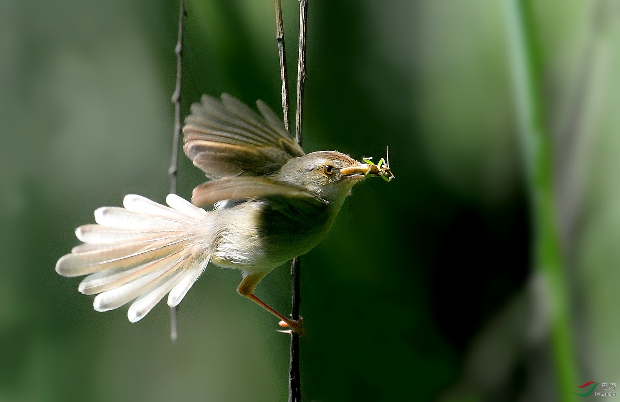 DSC_2571_conew2.jpg