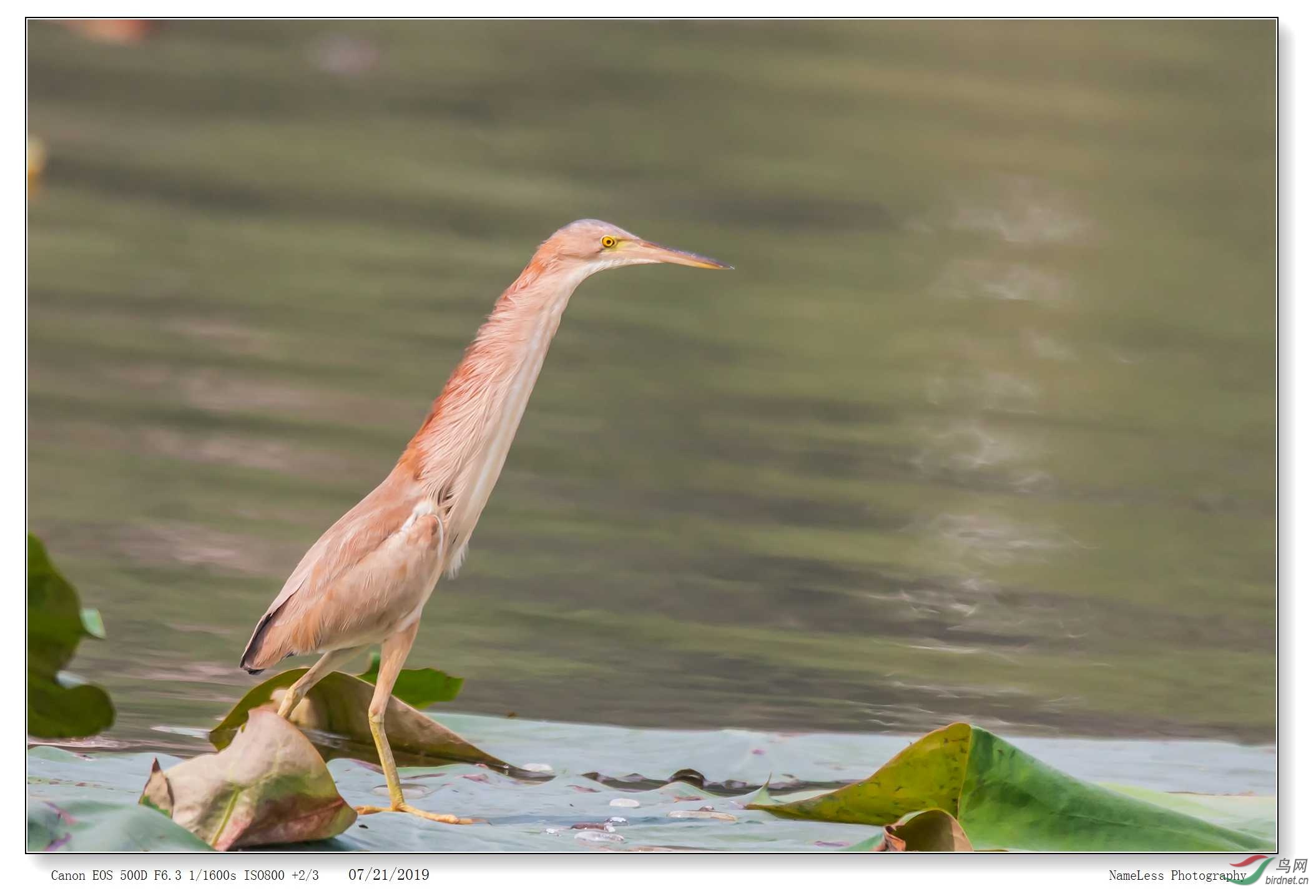 IMG_2390 ����.jpg