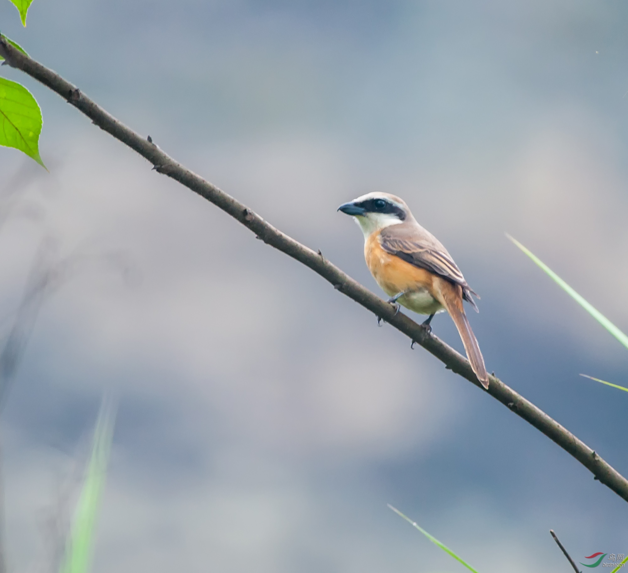 ��β����