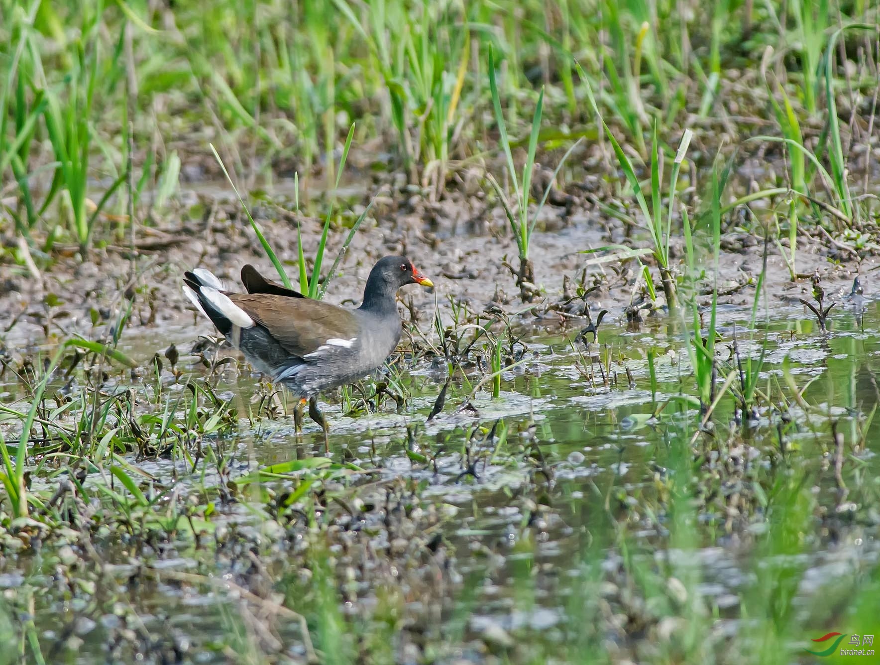 ��ˮ�� ��