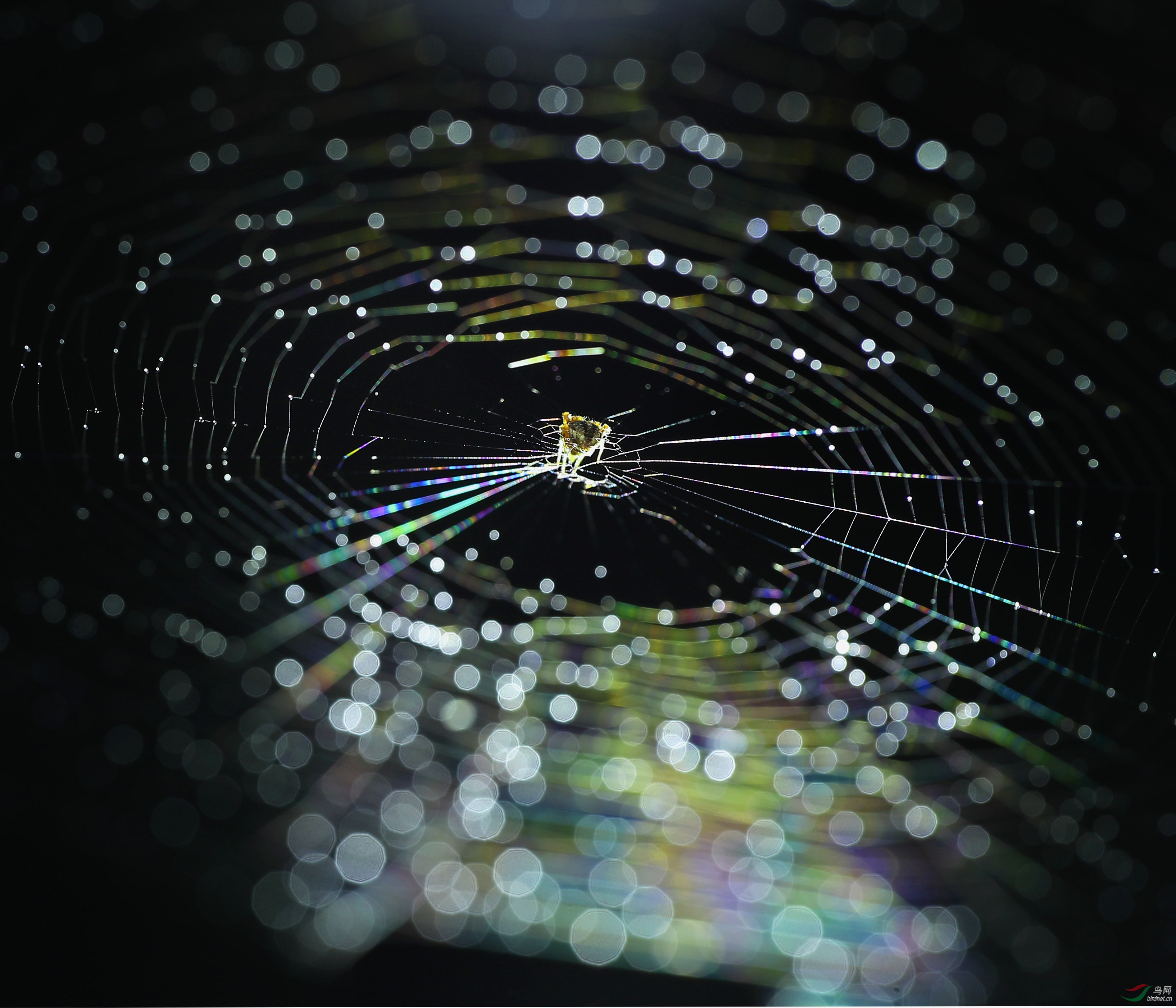 ��Χ-046.������ 18008828754   ԰���������.JPG