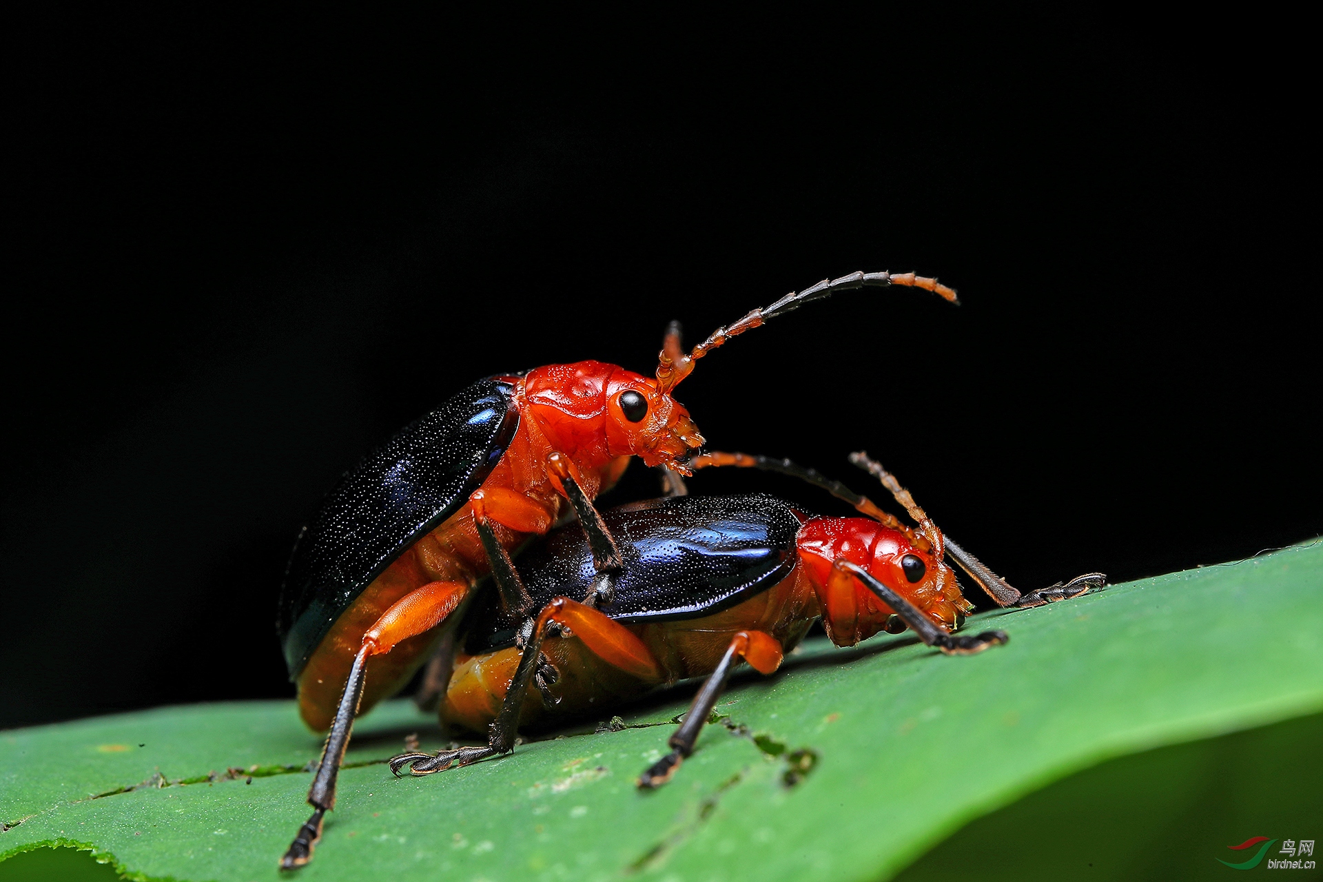 ��Χ-047.������ 18008828754  Ҷ�׽�β.JPG