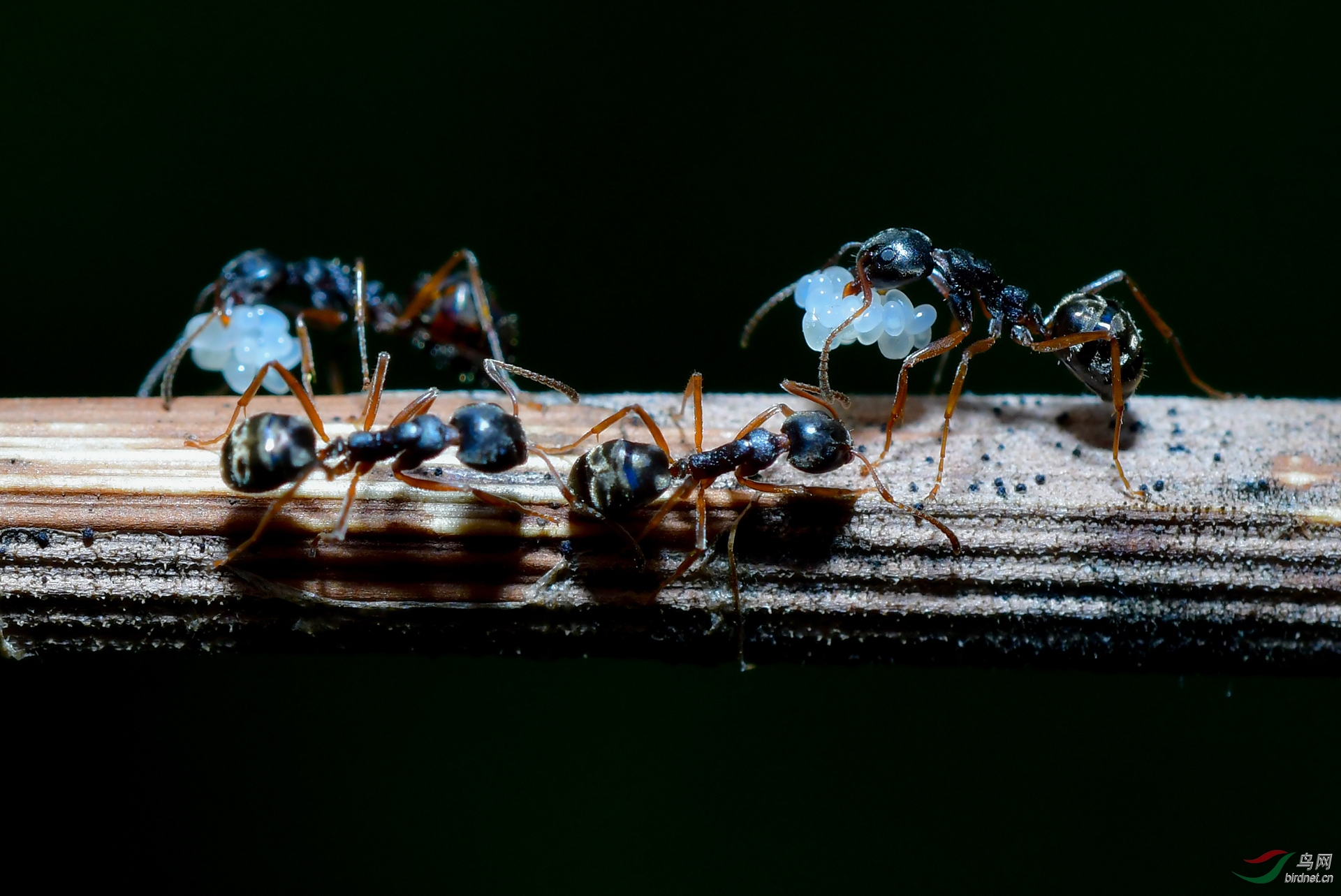 ��Χ-066.DSC_7296����� 18787579537.JPG