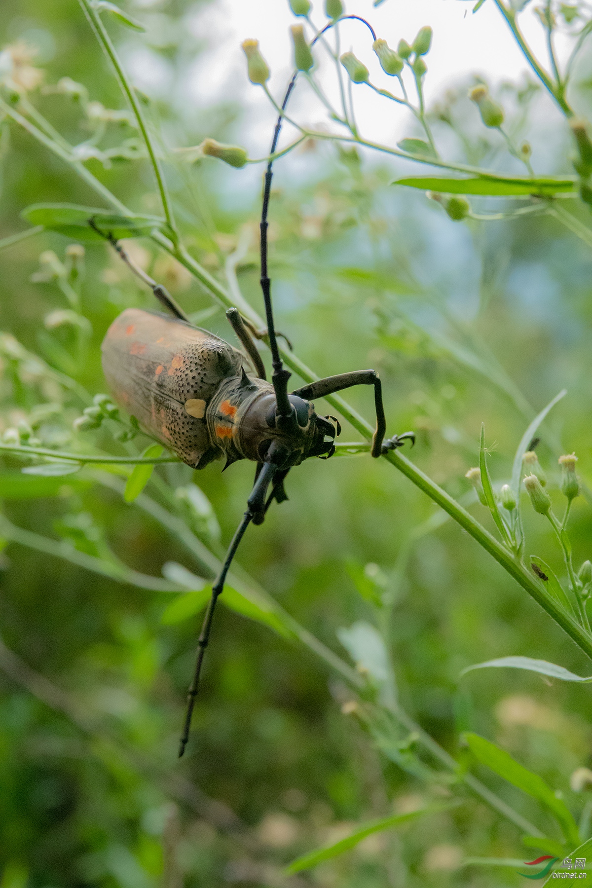 ��Χ-089.WXY07439 ����.jpg