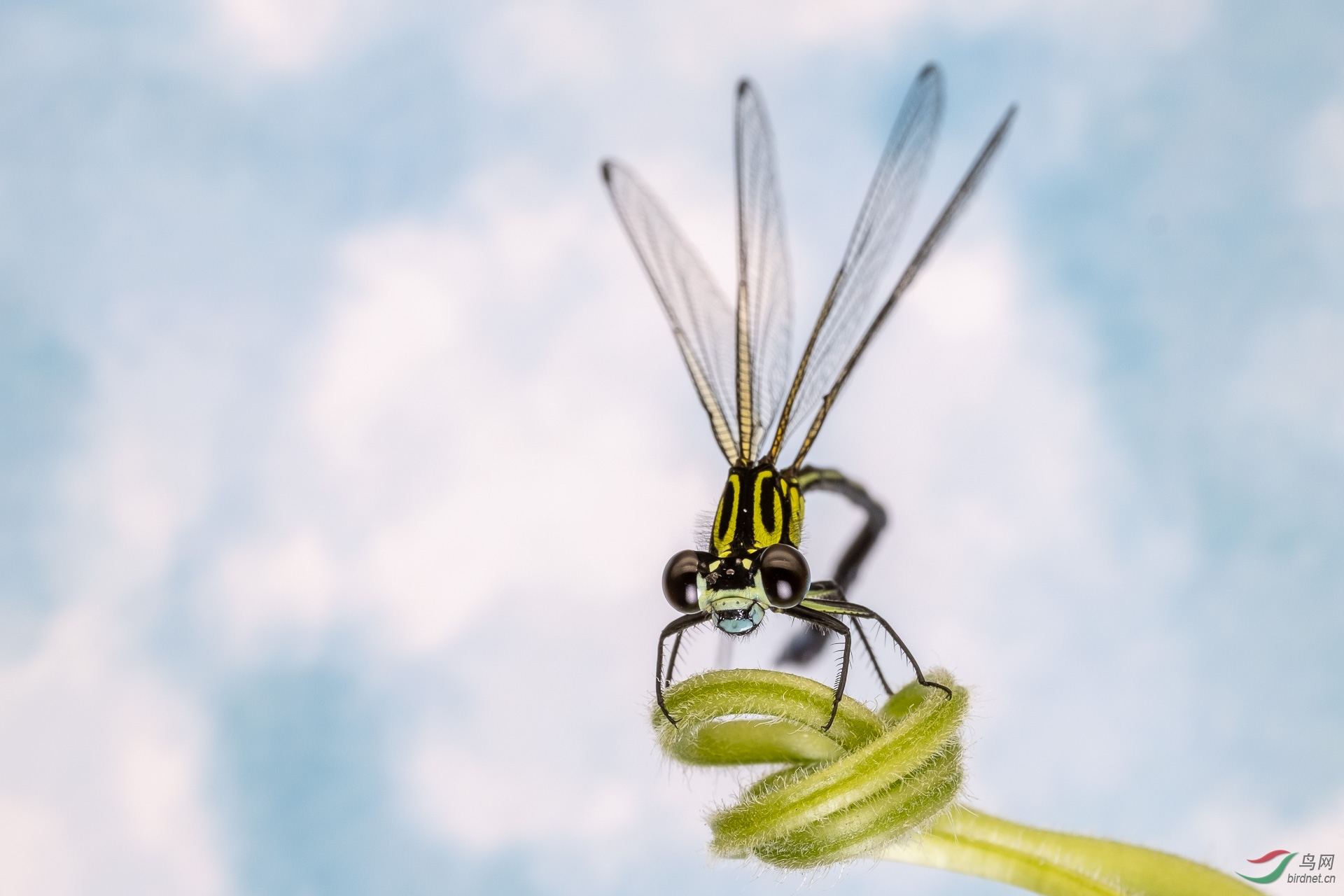 ��Χ-116.�ƴ�18687127311 (1).JPG