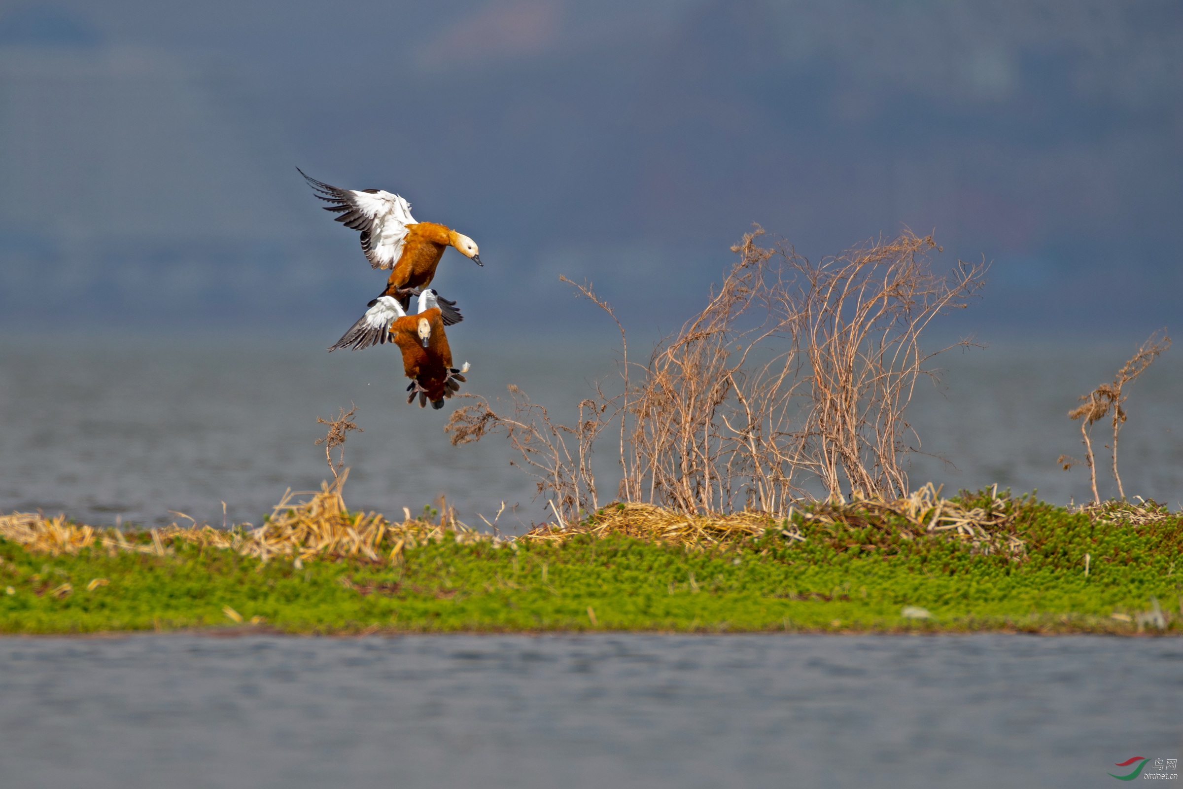 《二鸭世界》赤麻鸭