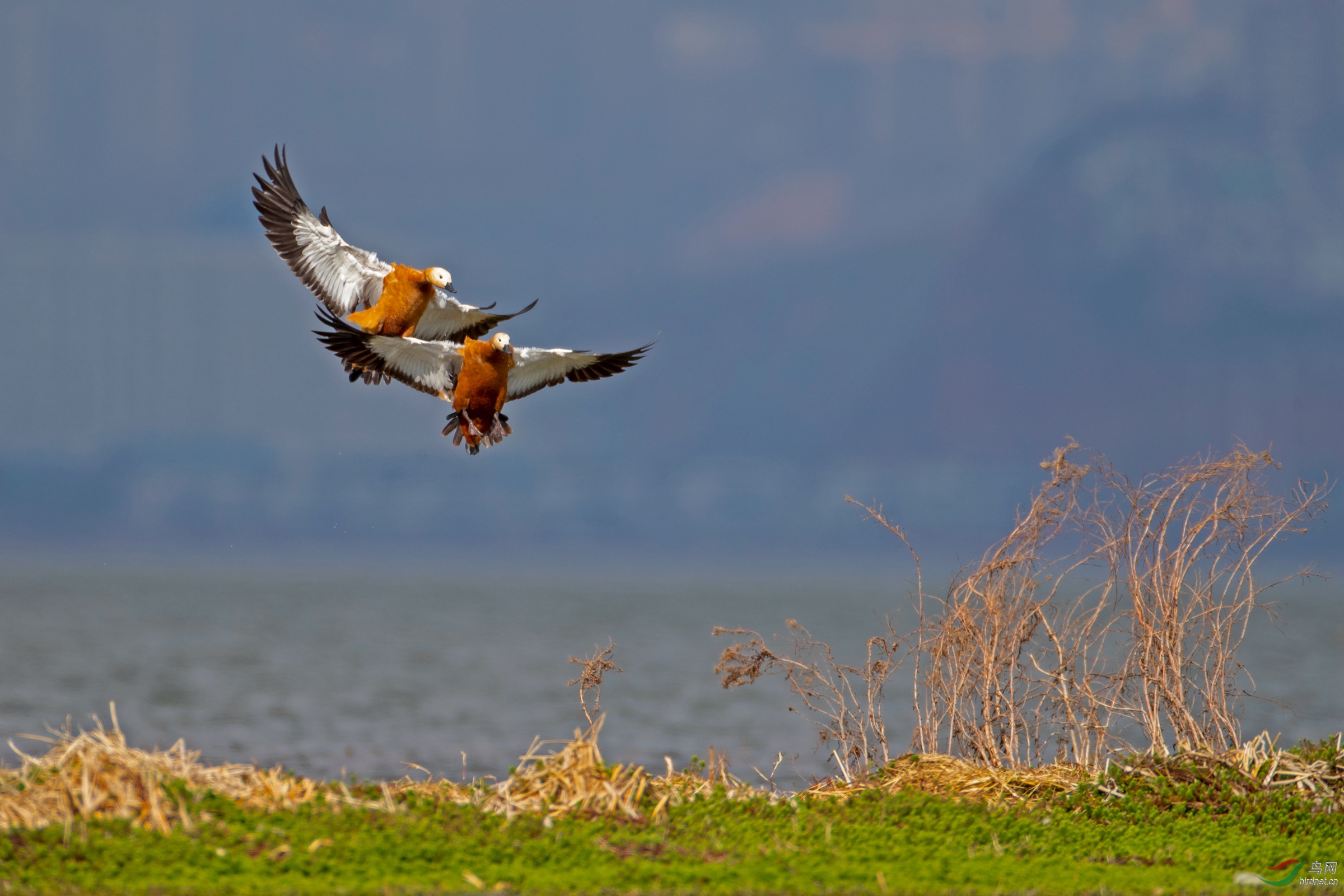 《二鸭世界》赤麻鸭