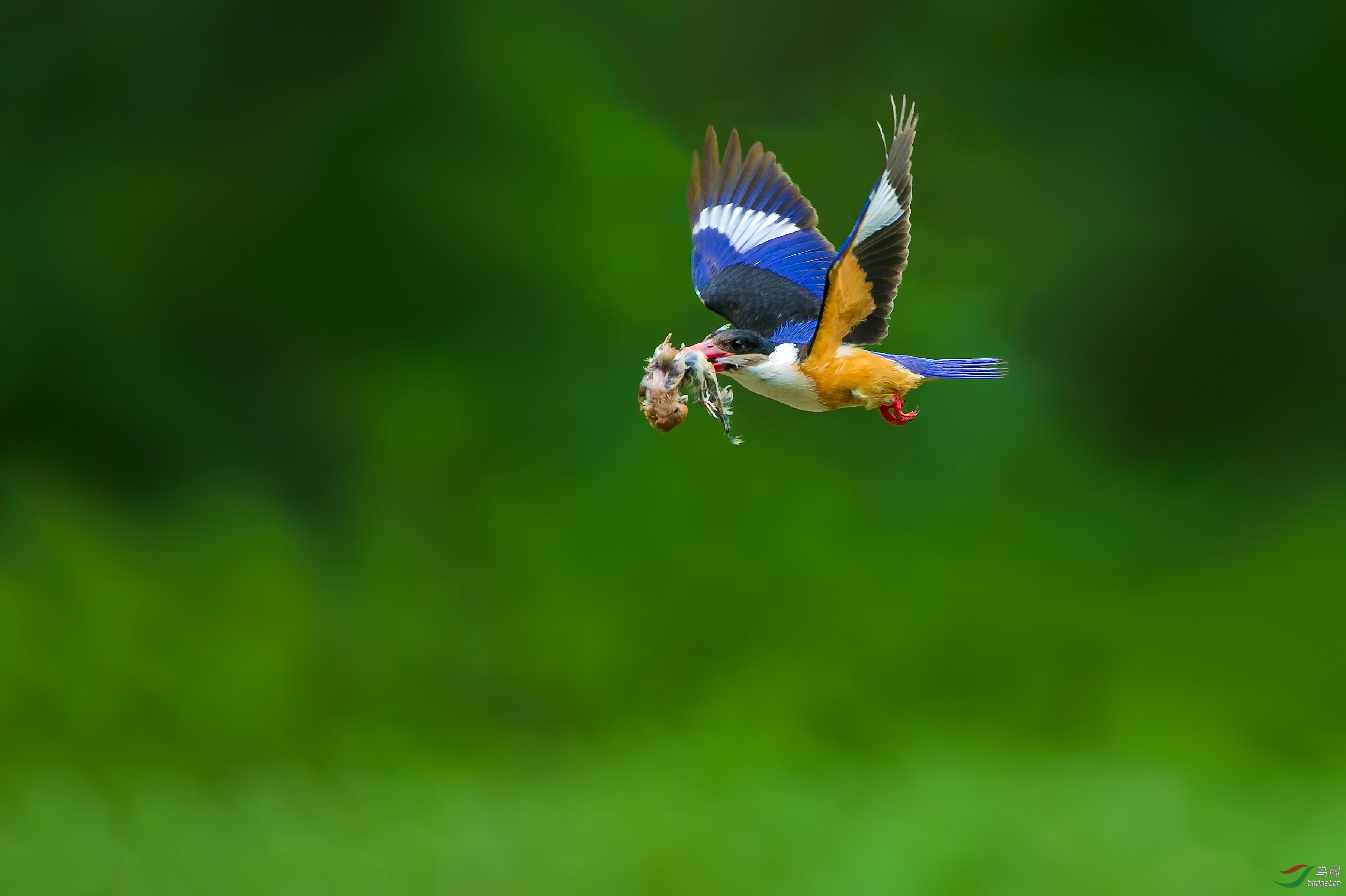 B19P6573-1.jpg