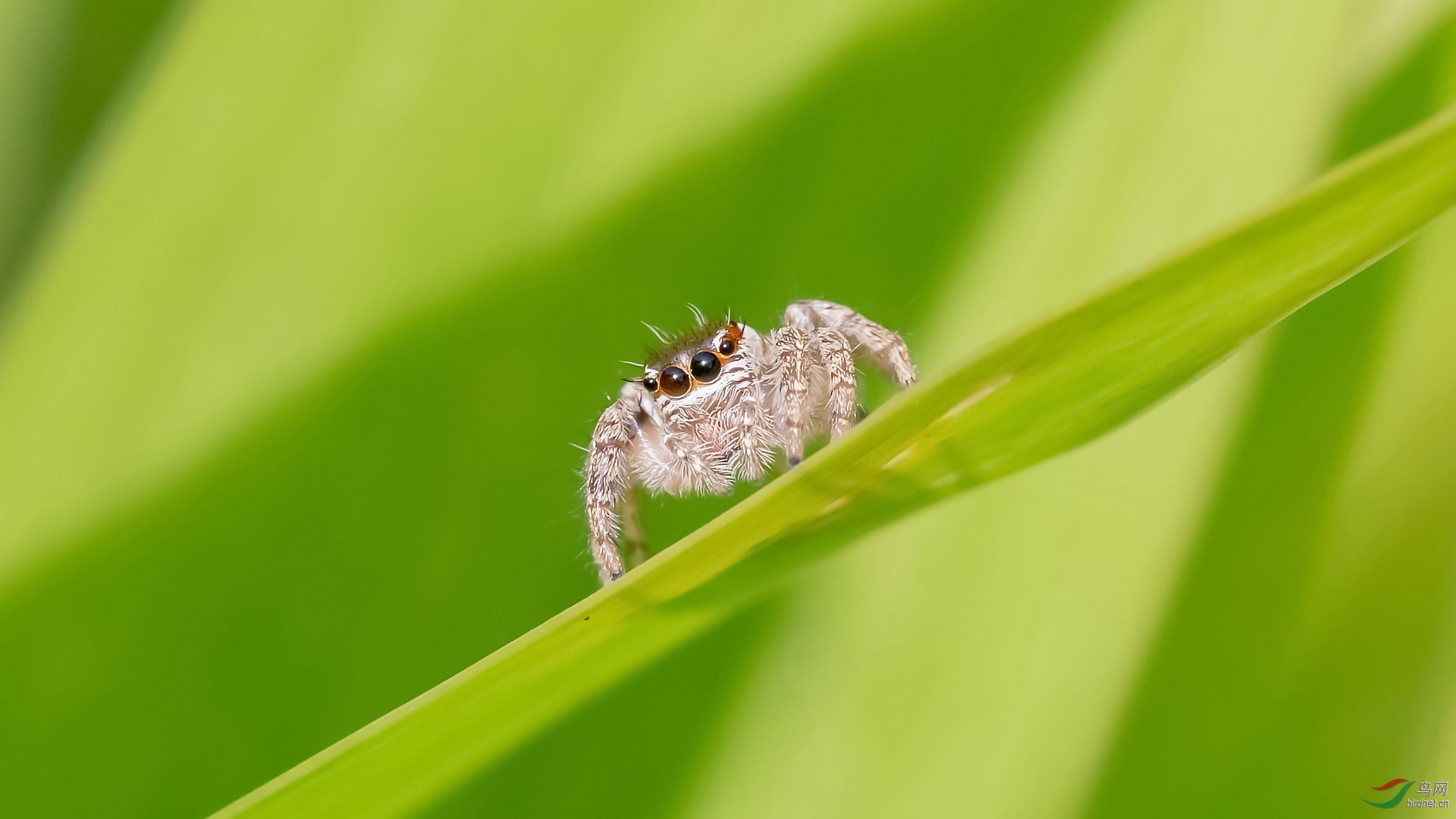 大暑之日拍跳珠