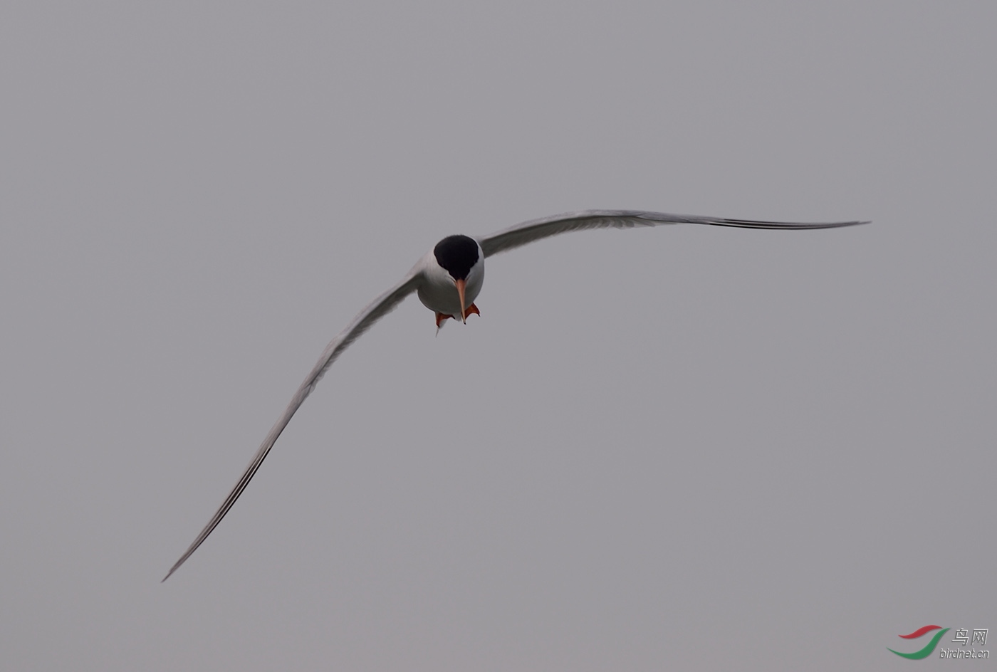 D4S_8504.jpg