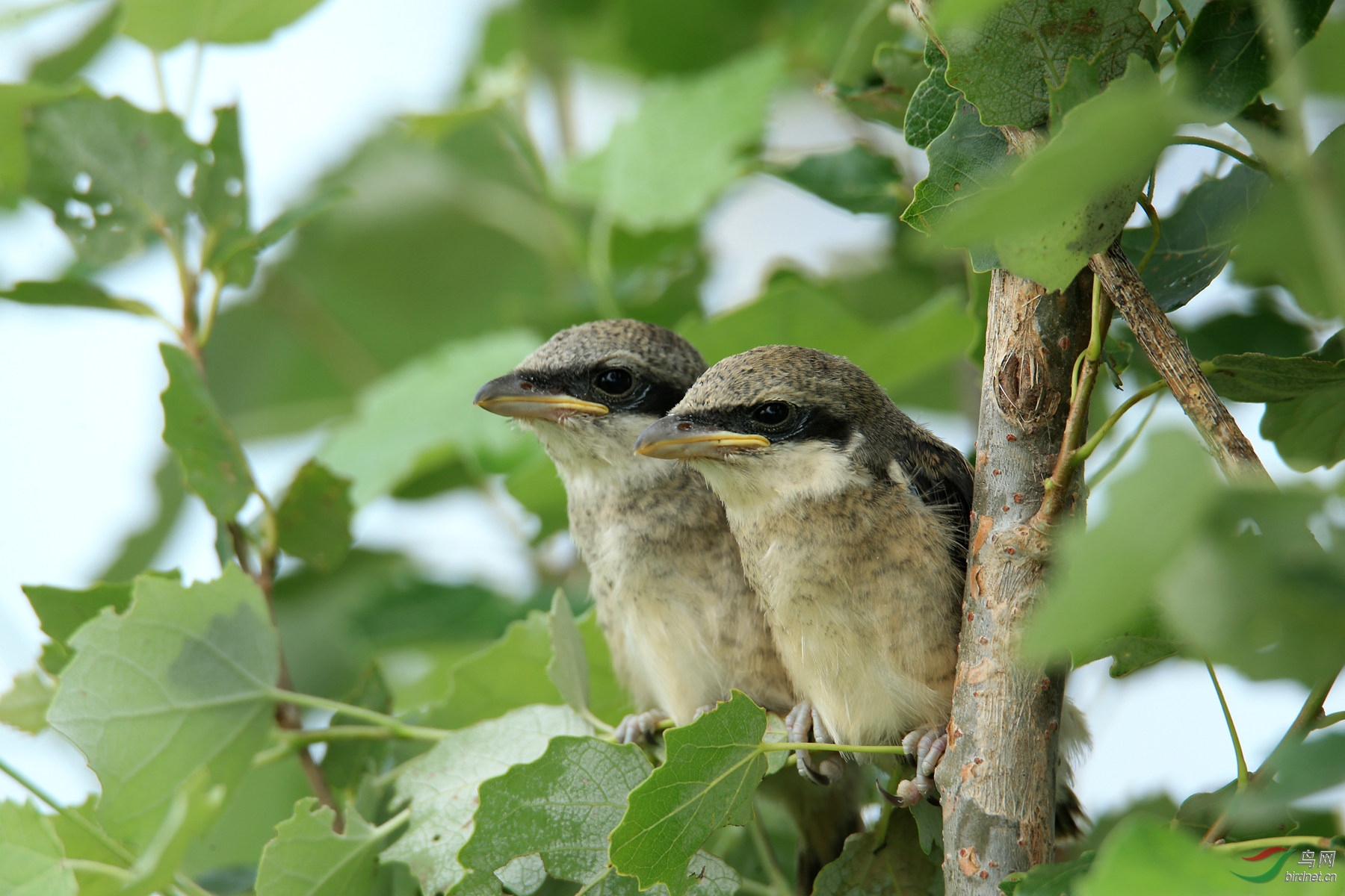 刚出窝 的小伯劳