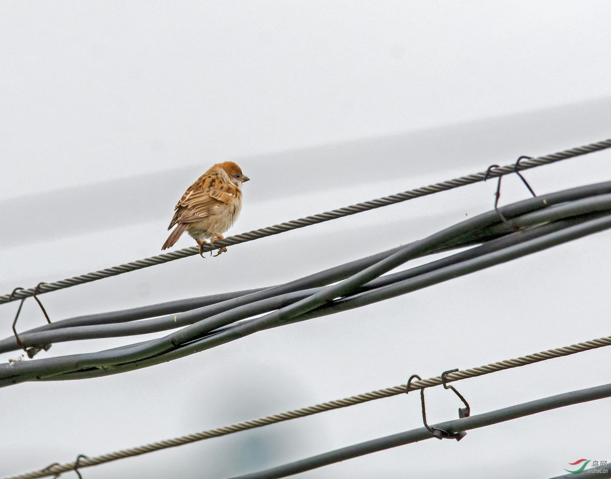 DSC_6584.jpg