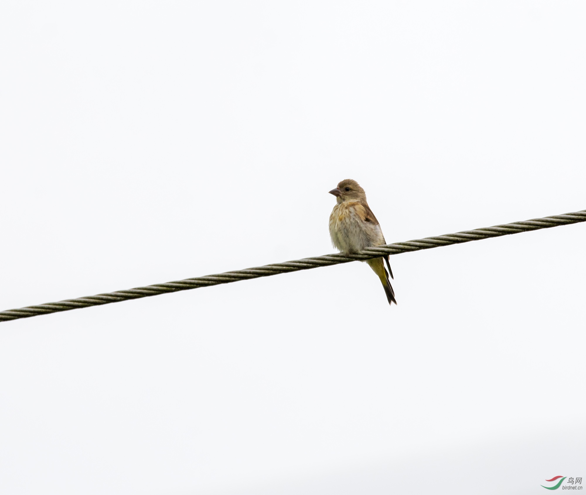 DSC_6591.jpg