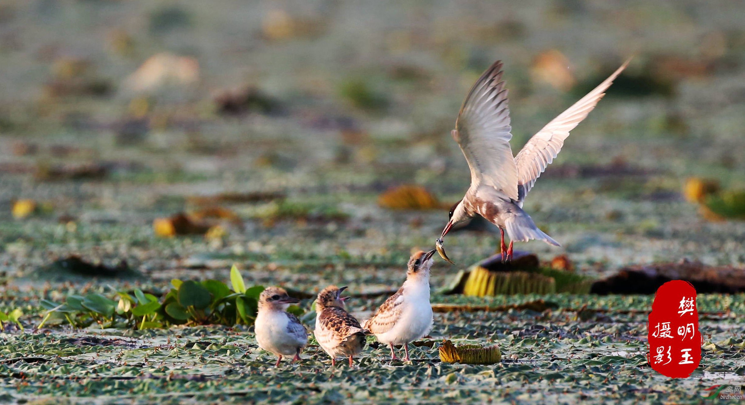 BE2A1910 - ����.JPG