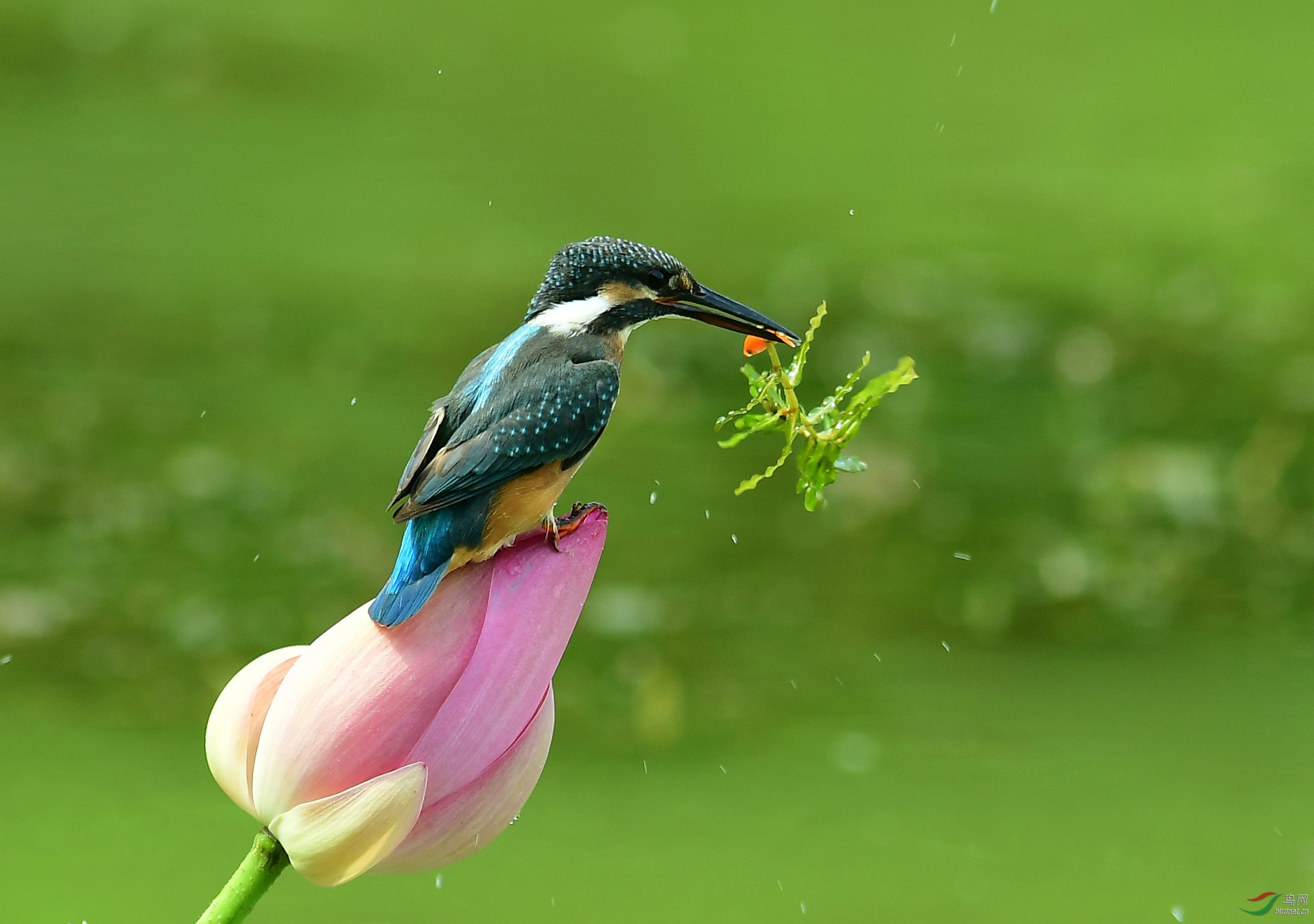 DSC_7863.JPG