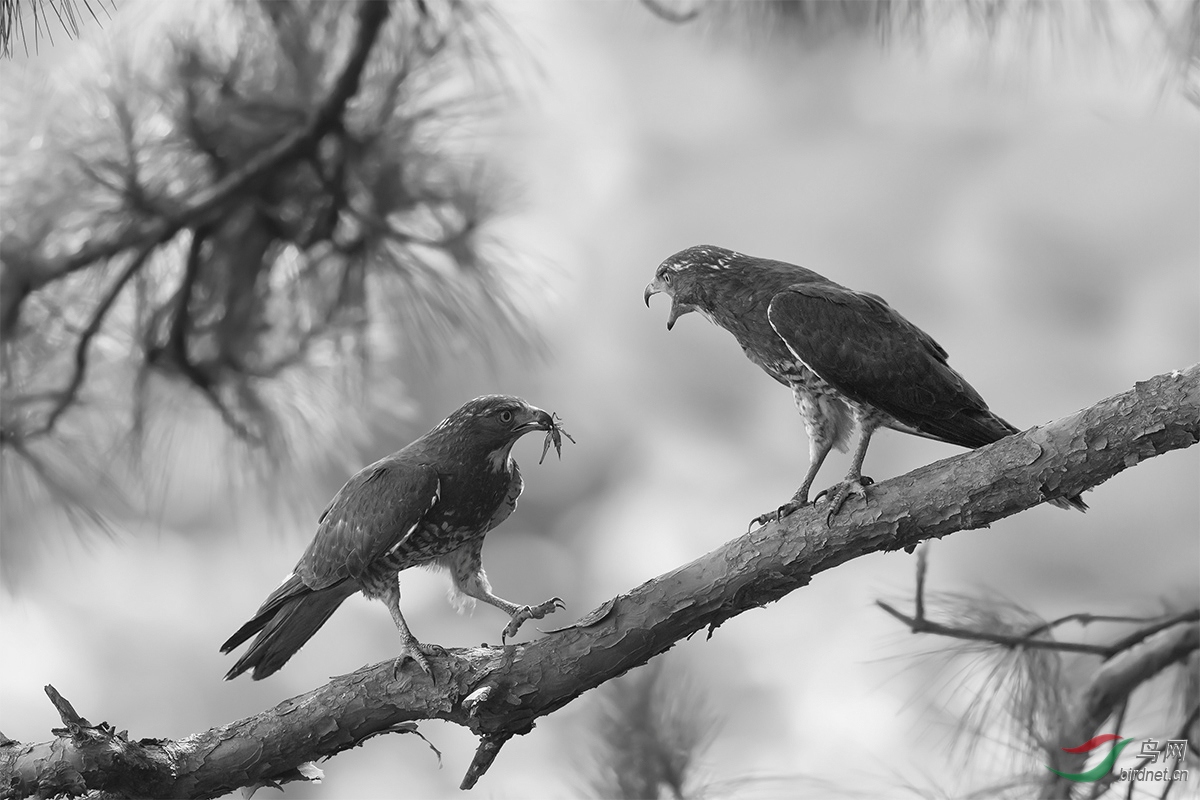 灰脸鵟鹰------祝贺老师荣获黑白影像首页精华!