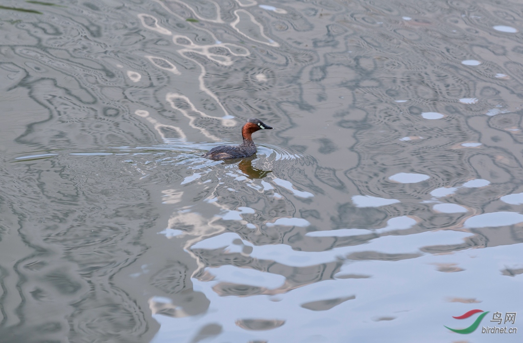 _16A7700  _������������̬��.jpg