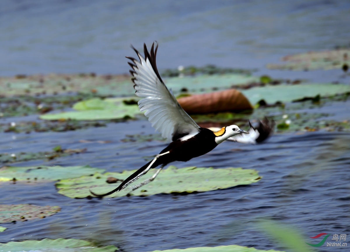 DSC_91420.jpg