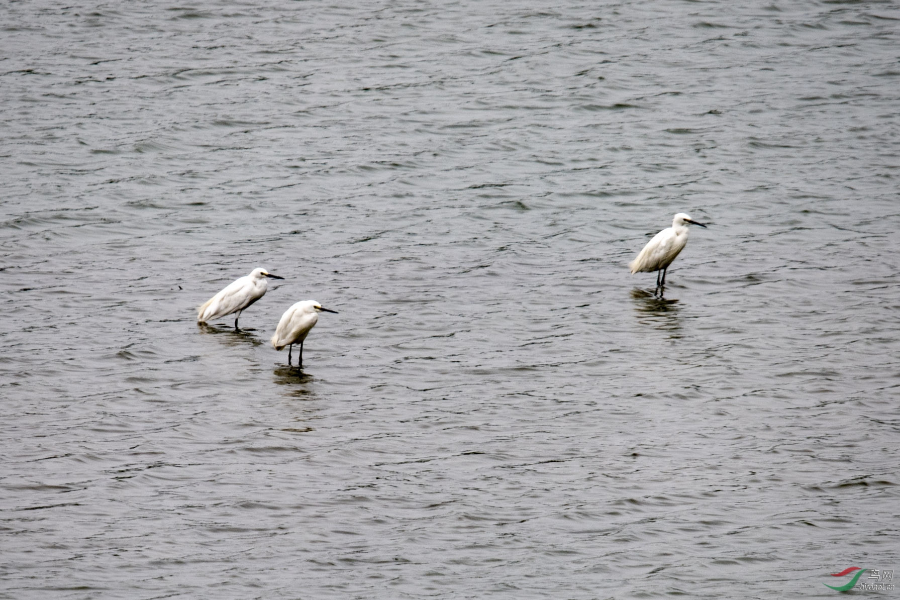 D85_8083.jpg