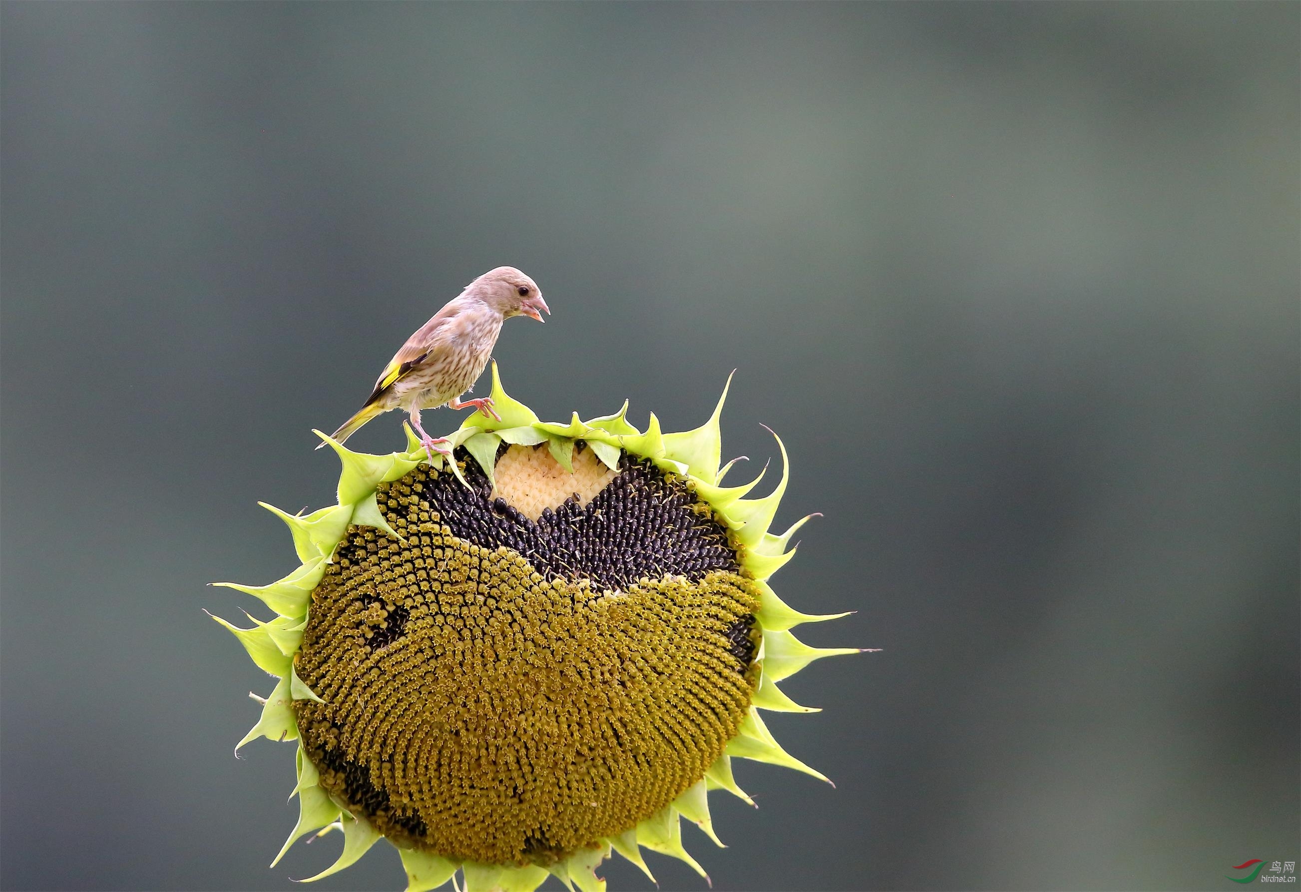 金翅雀雏鸟学嗑瓜子