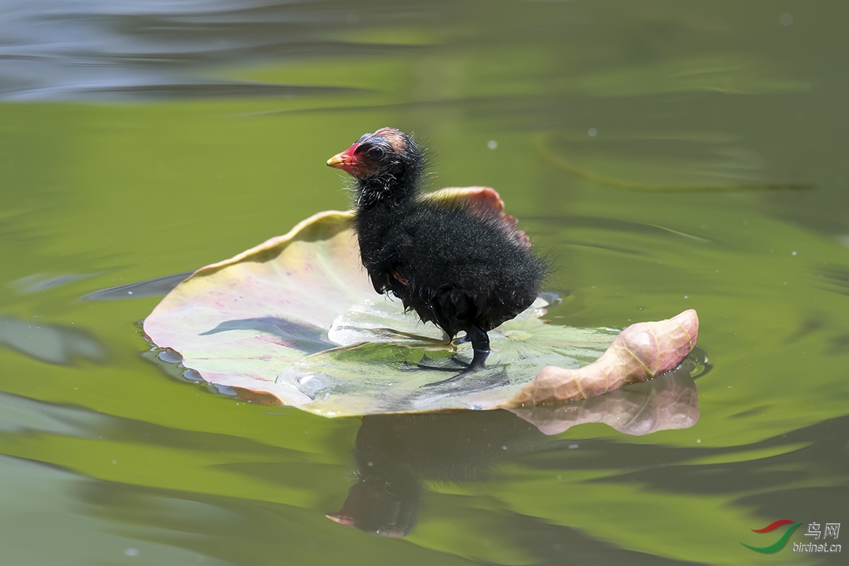 DSC_p3195.jpg