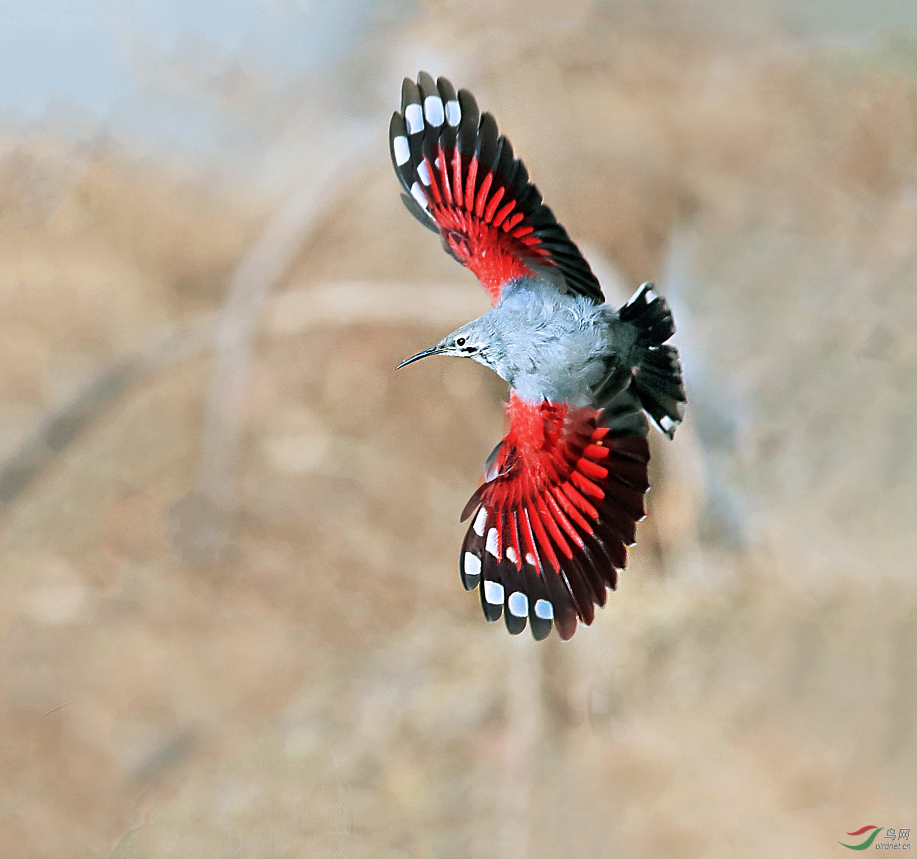 BW4Q8421 - ���� (3) - ���� - ����.JPG