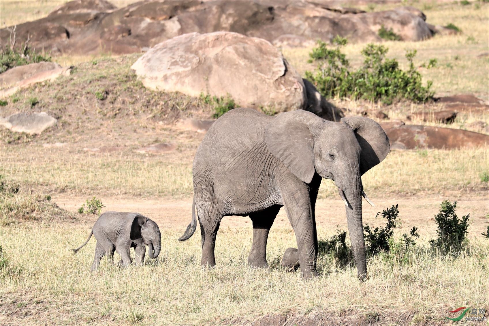 母子情深 非洲象