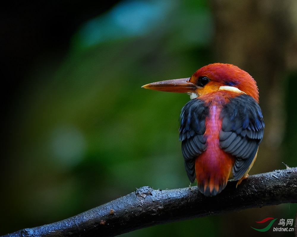 �ر���ֺ���� ������Rufous-backed Kingfisher.jpg