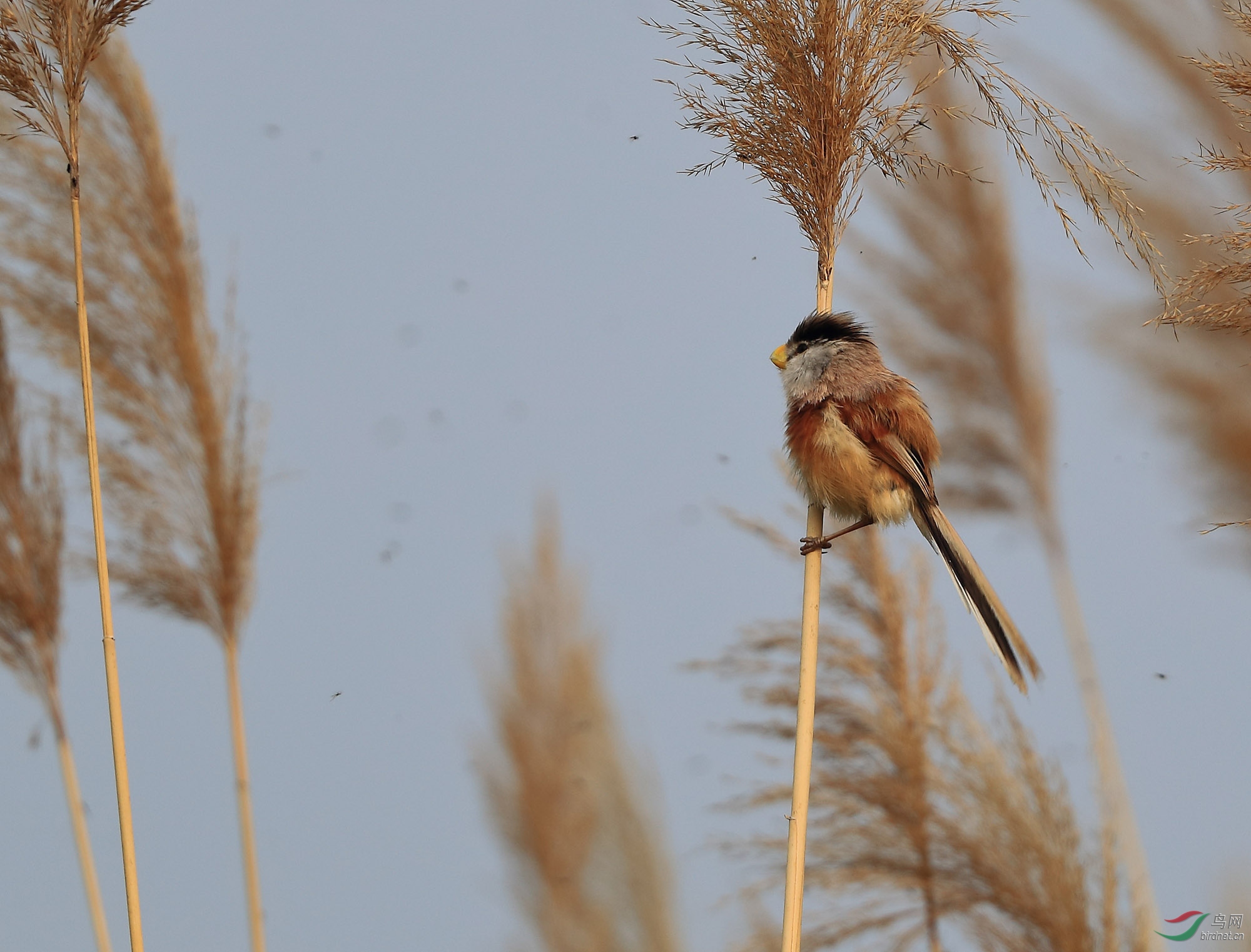 松松毛震旦鸦雀
