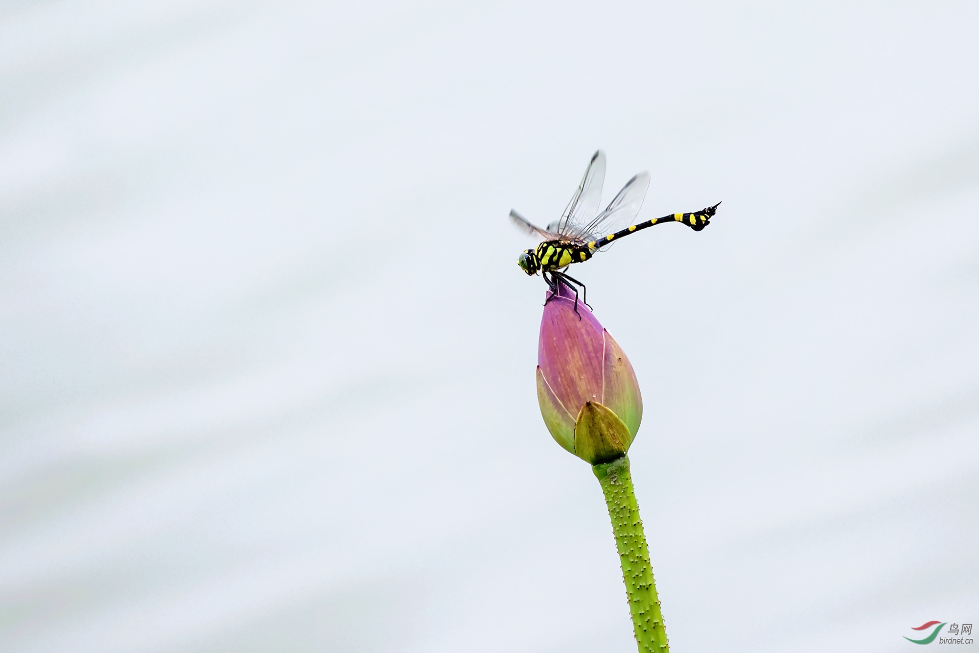 ������Ӱ1