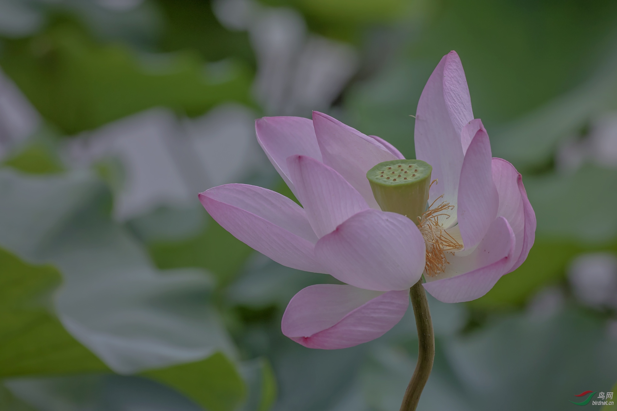 ������Ӱ4