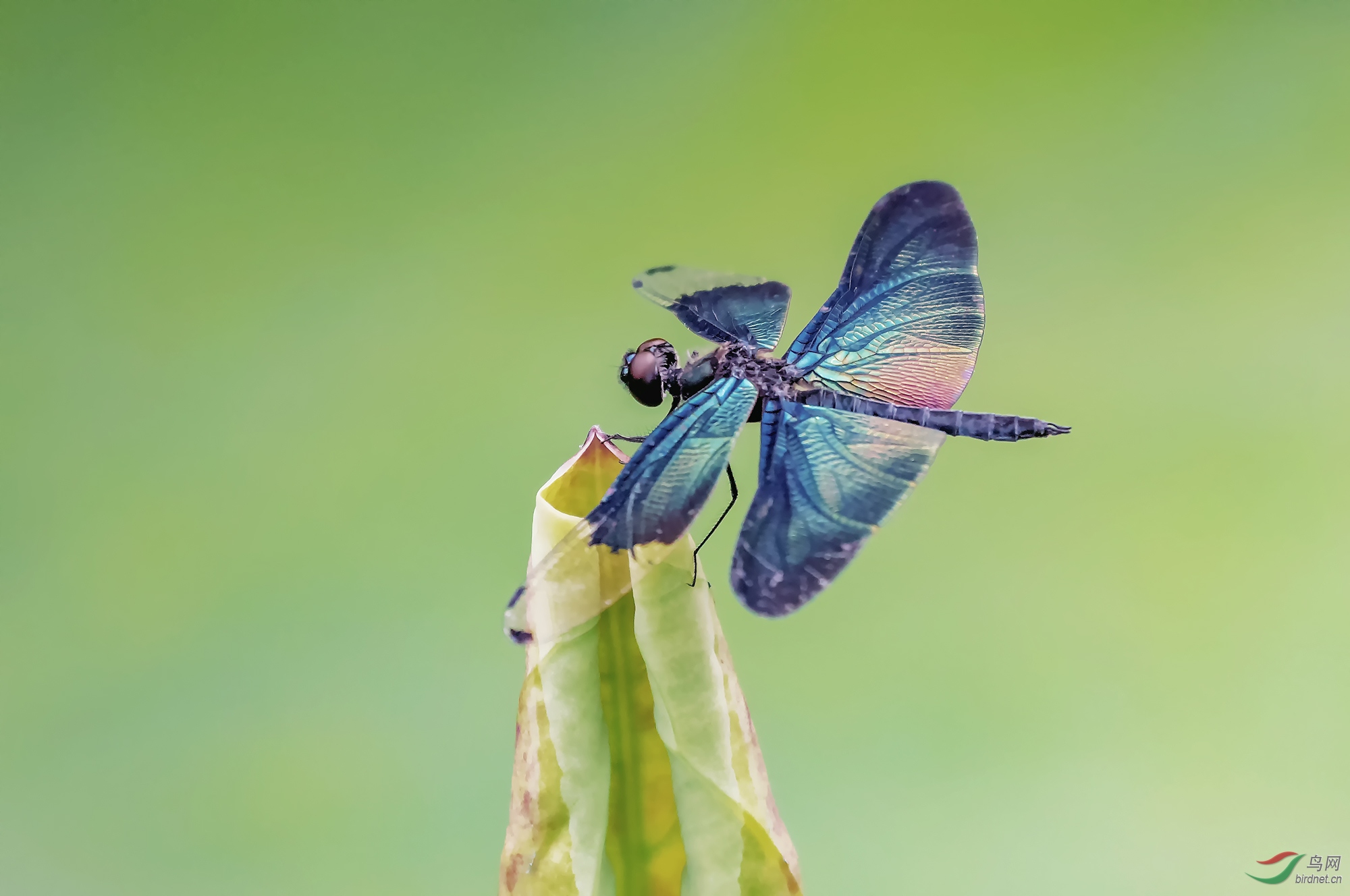 ������Ӱ2