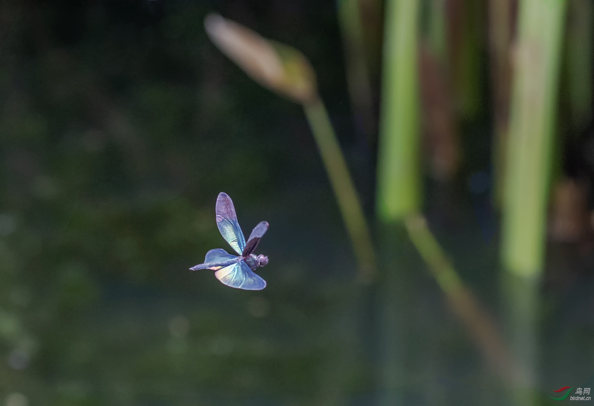 ������Ӱ5