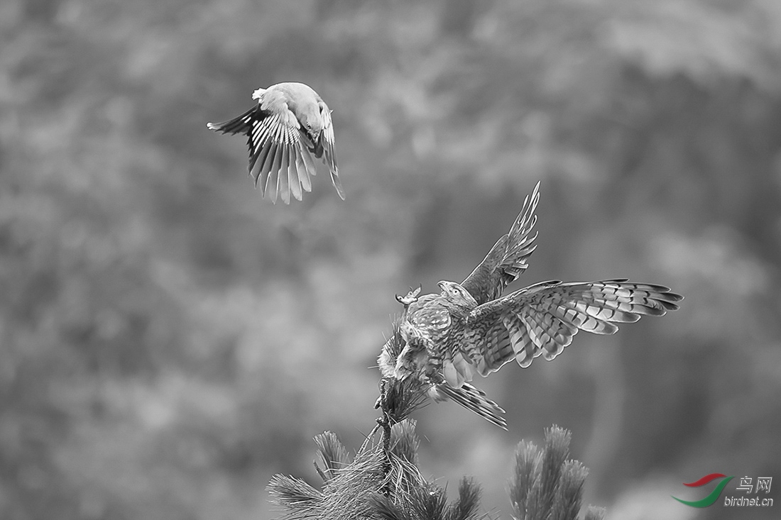 松鸦与鵟鹰的战争