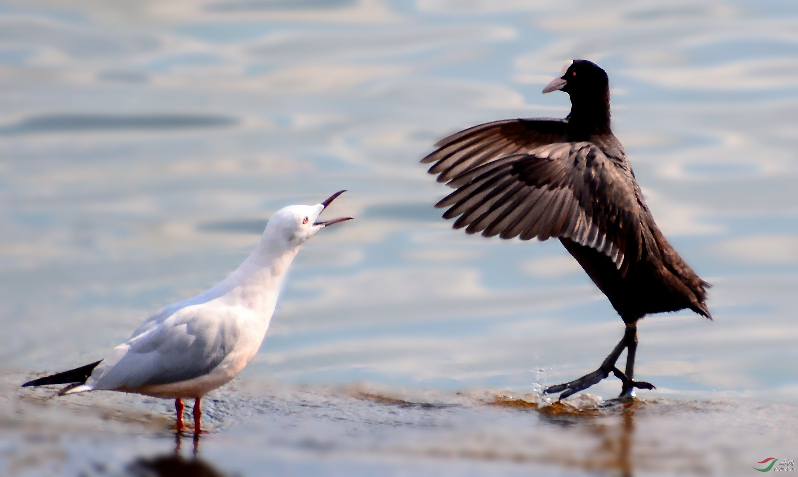 DSC_5235_conew2.jpg