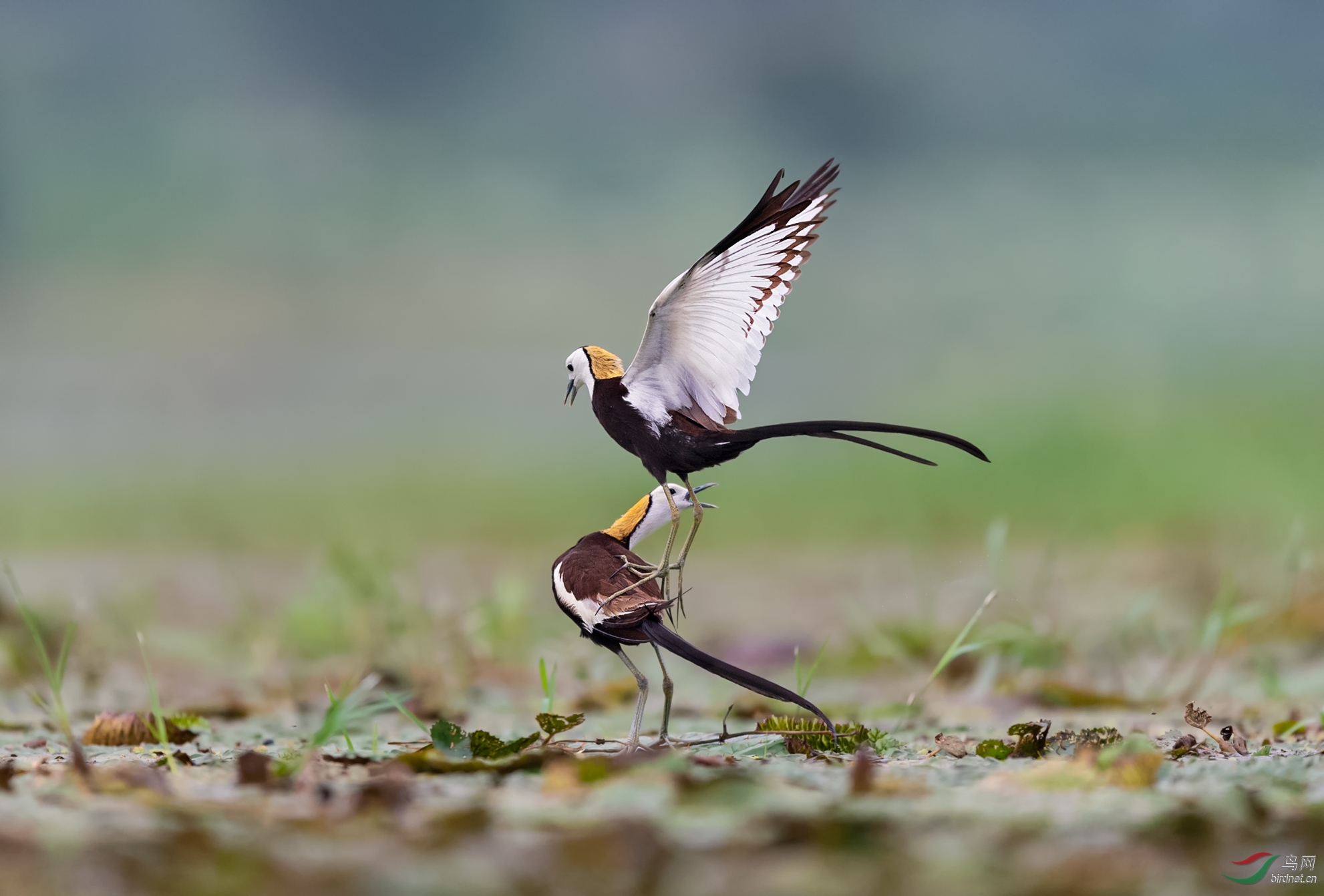 水中凤凰——把你的爪爪拿下来!