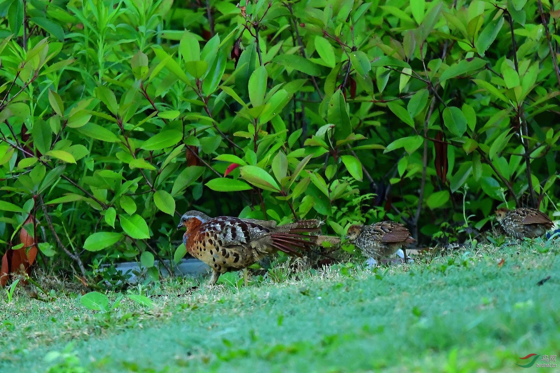 DSC_6639_����.jpg