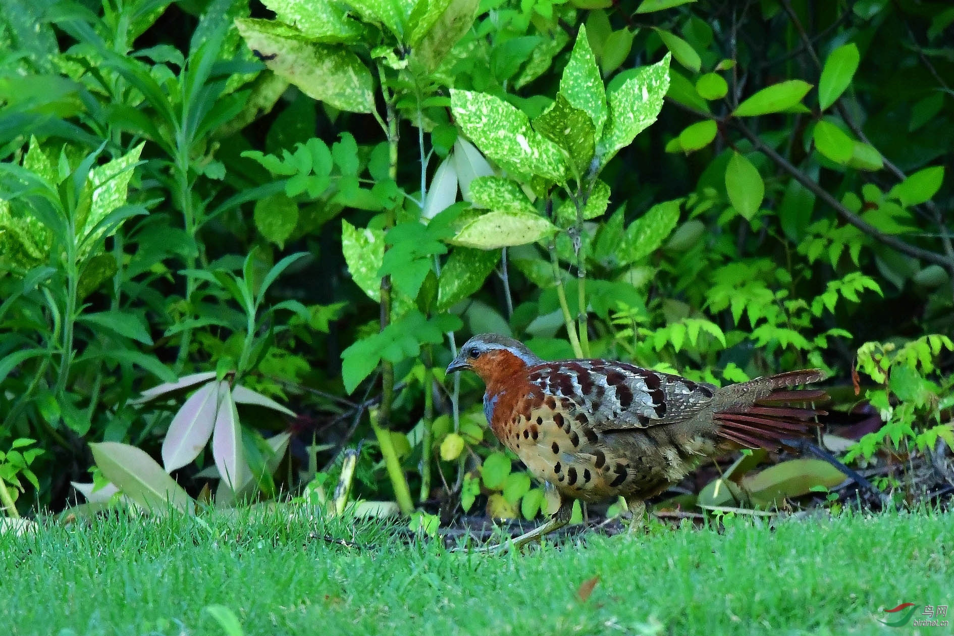 DSC_6657_����.jpg