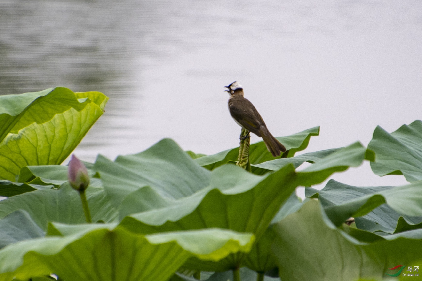 D50_6423.jpg