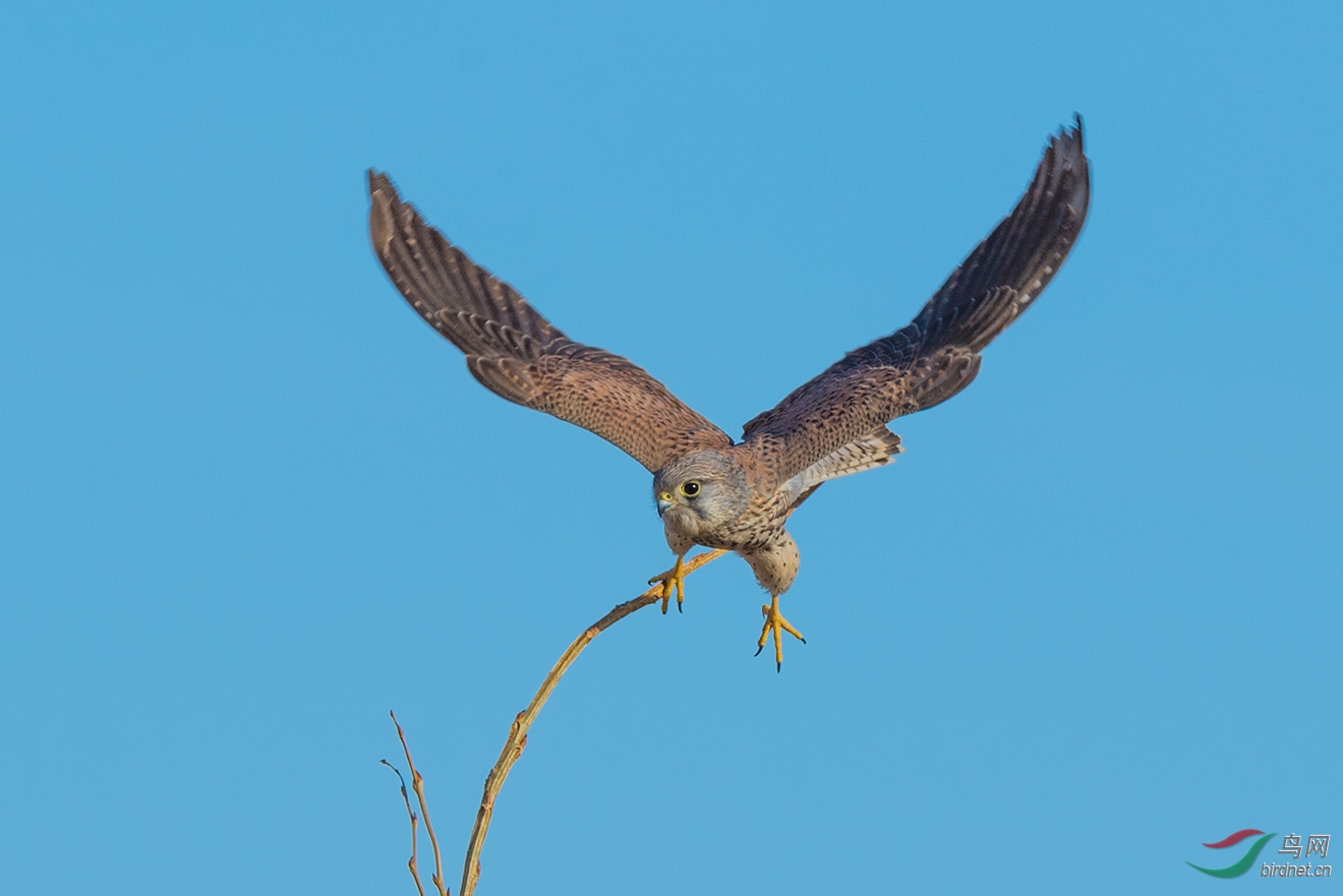 ZJ9_5453-2.jpg