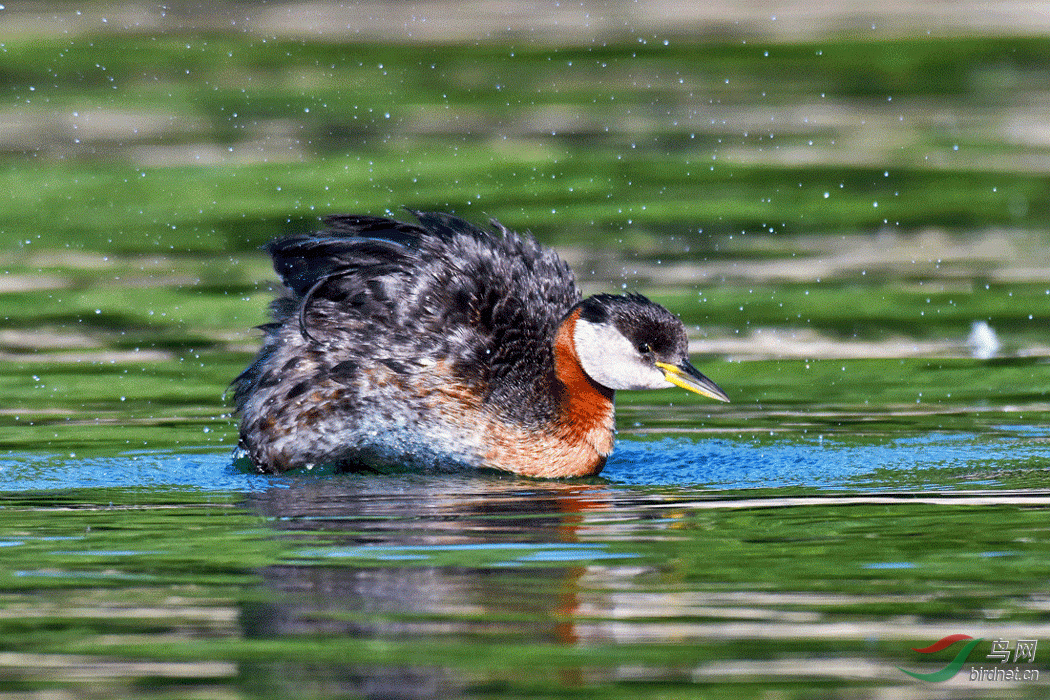 DSC_4250-1.gif