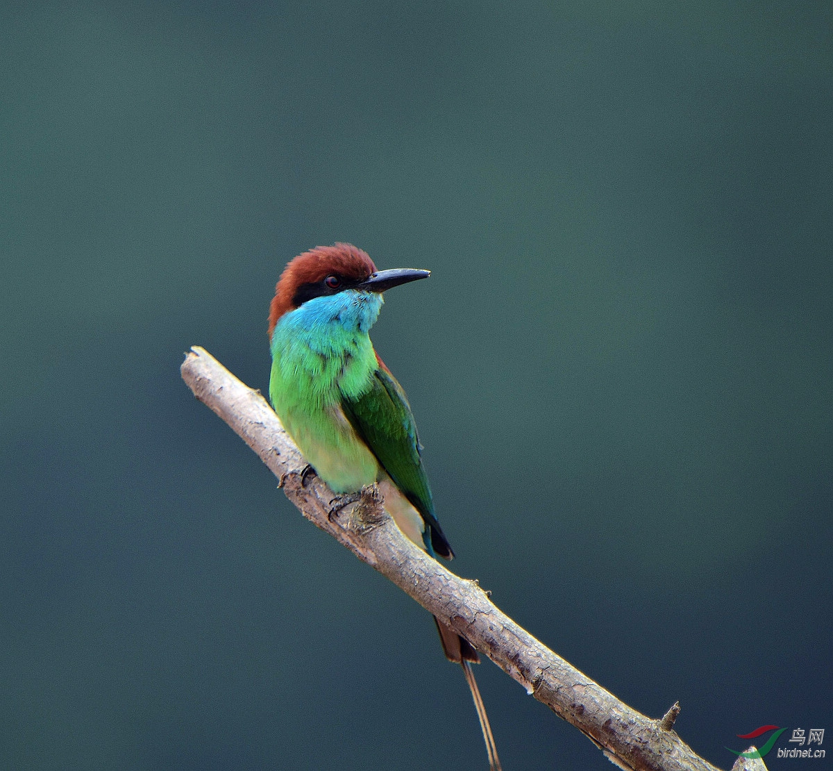 D8I_0850.jpg