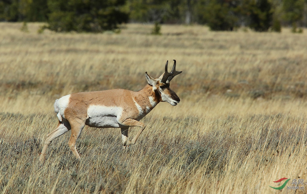 叉角羚贺获动物精华