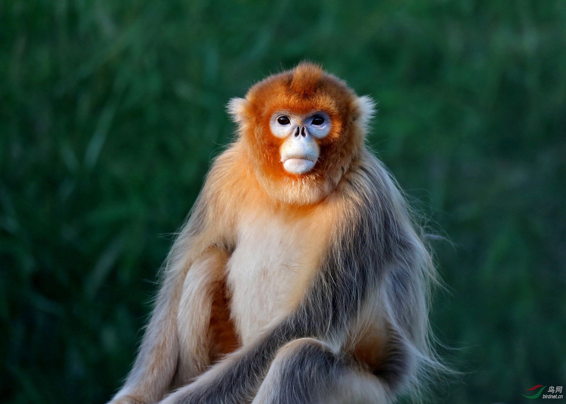 夕曛中的川金丝猴
