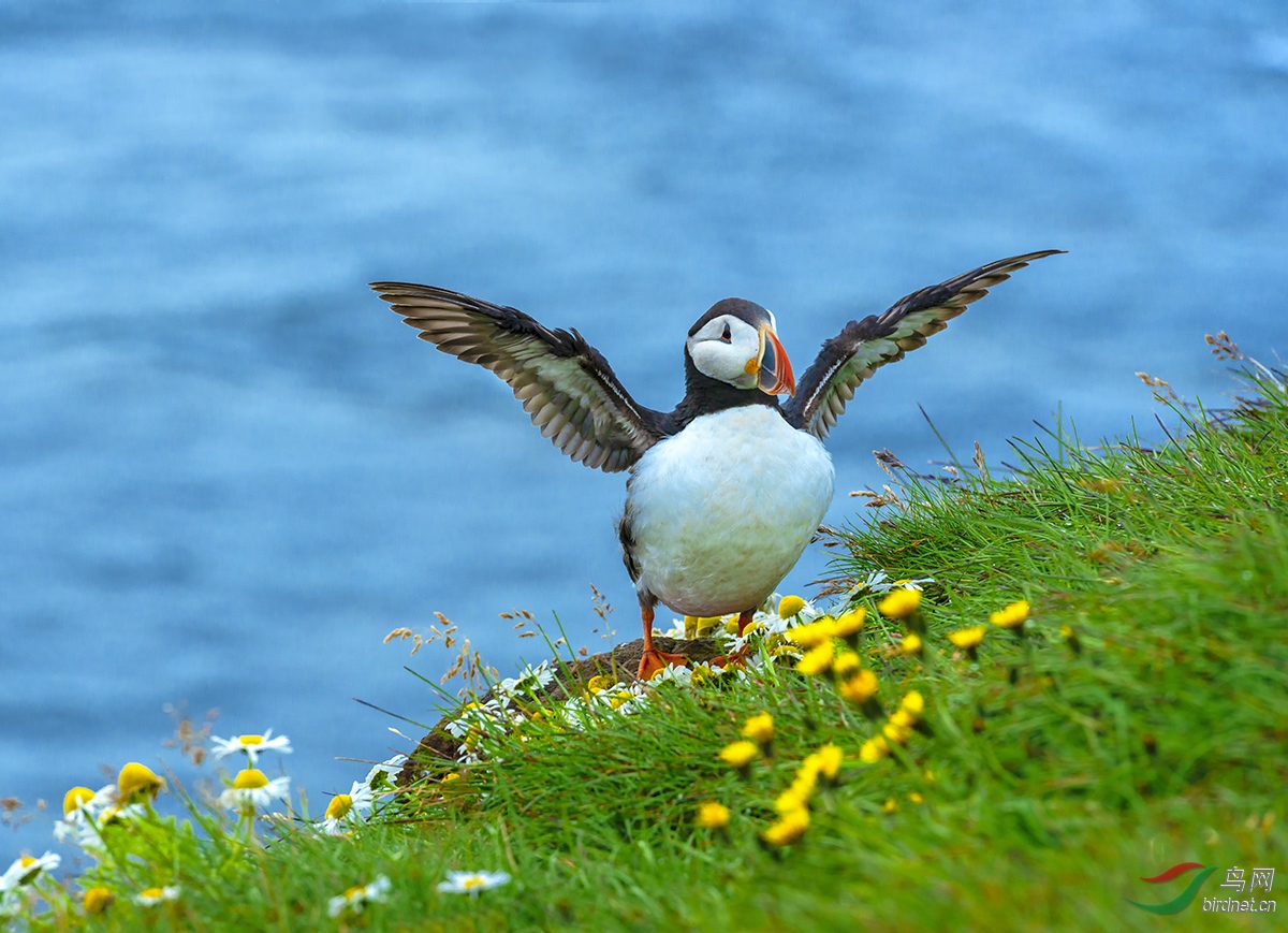 [水鸟] 喜迎春---北极海鹦