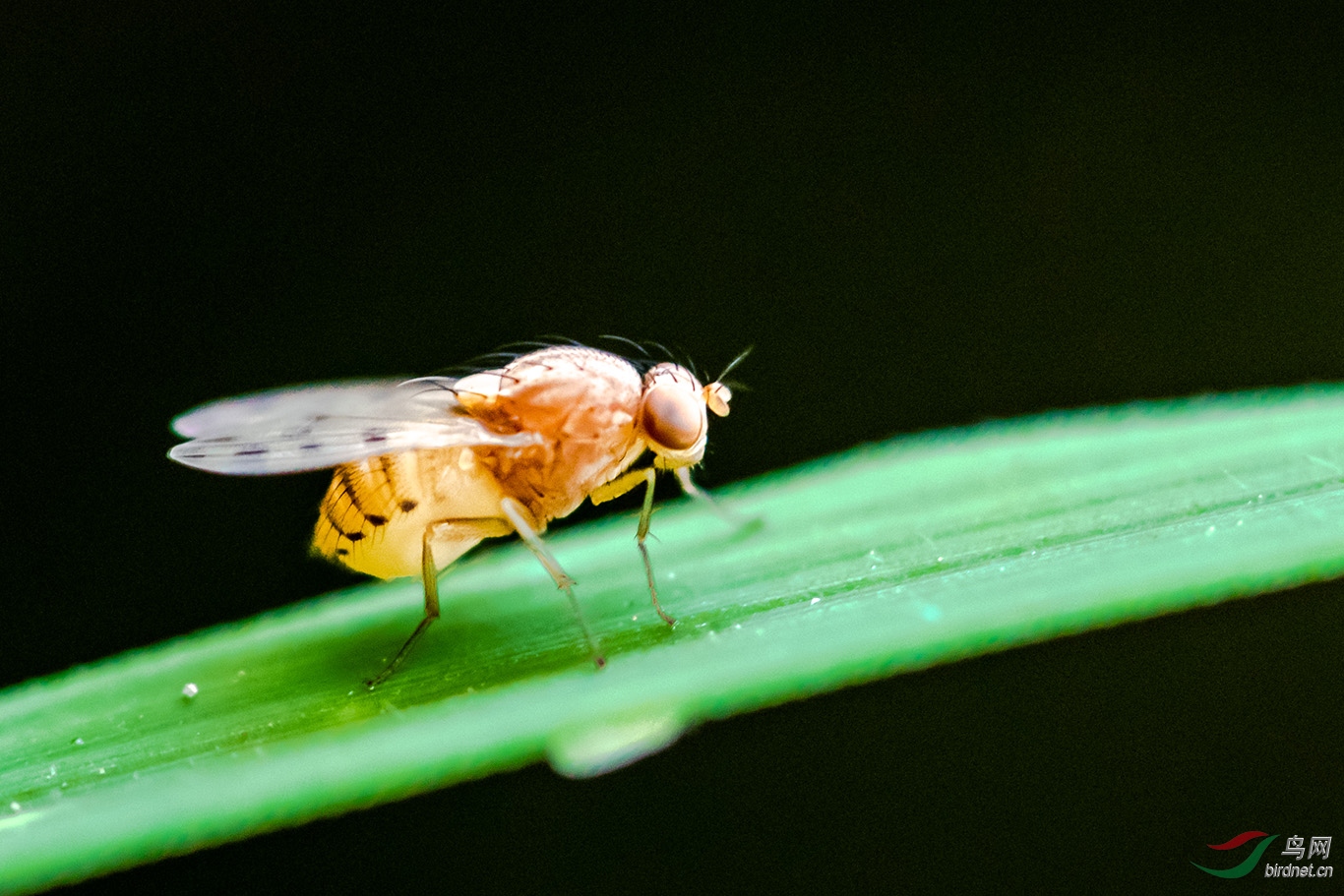 《微观世界》果蝇;它的体形很小只有2毫米左右,雄的约在1毫米多点