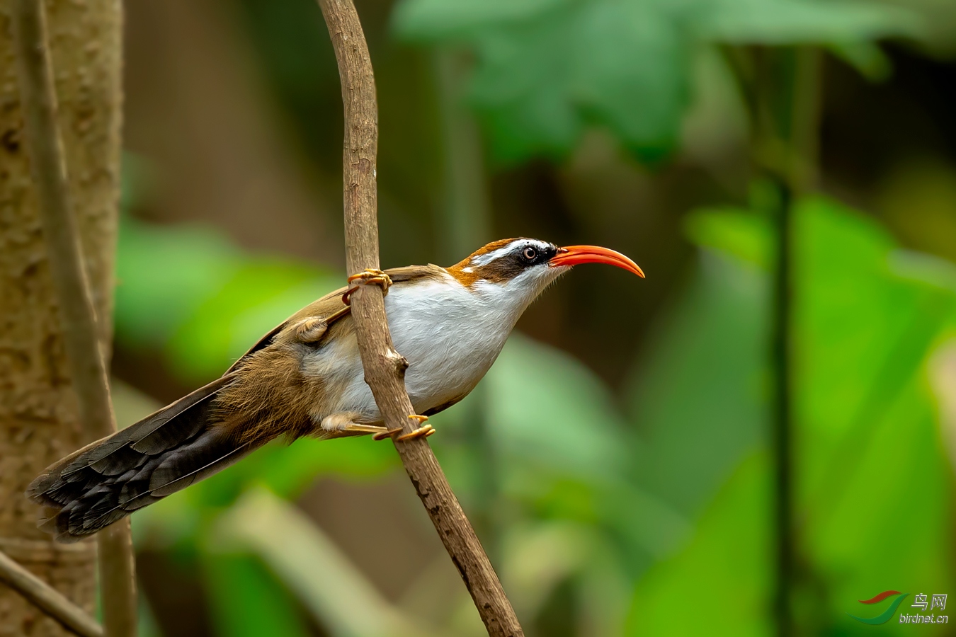 问好新疆鸟友,新疆鸟友亚克西