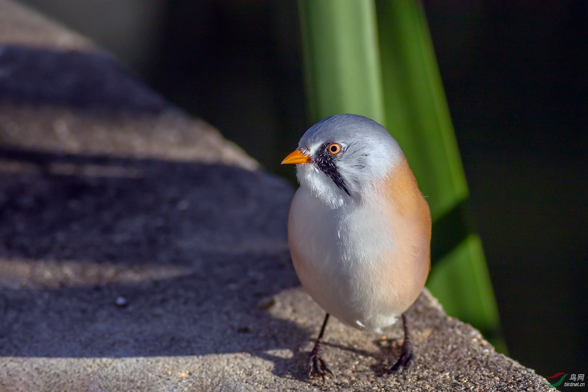 4J2A5890_2018.9.7-��ͷ��.jpg
