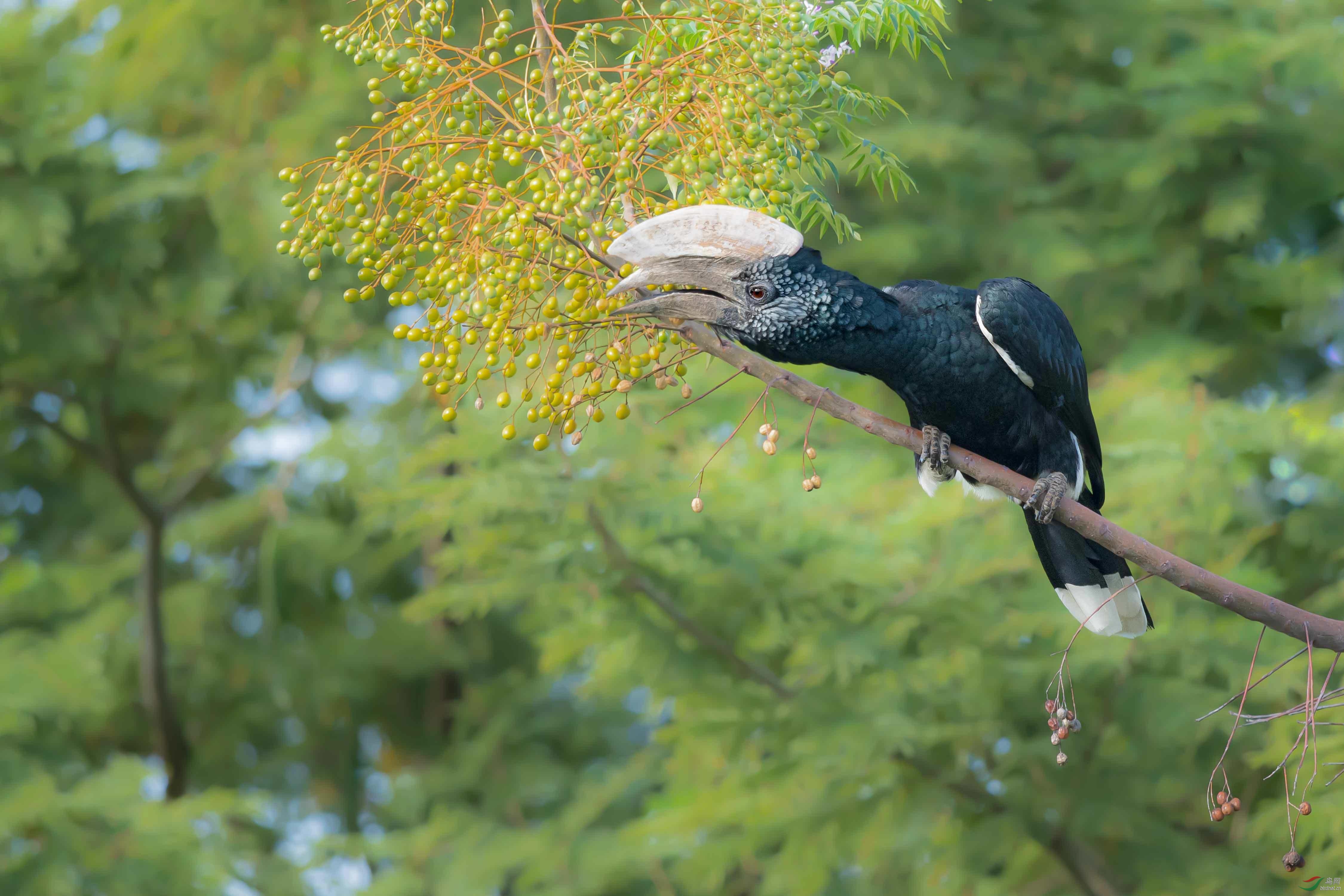 银颊噪犀鸟~祝贺荣获首页鸟类精华!