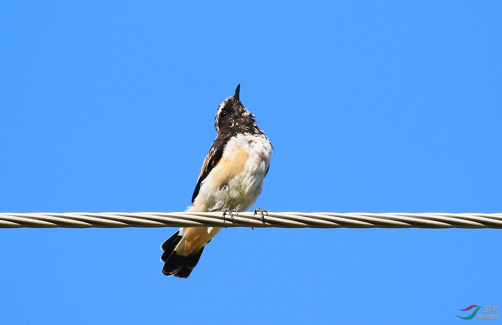 傲气十足的少年——白顶鵖雄性幼鸟